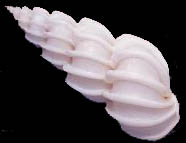 A close up of the shell of an animal