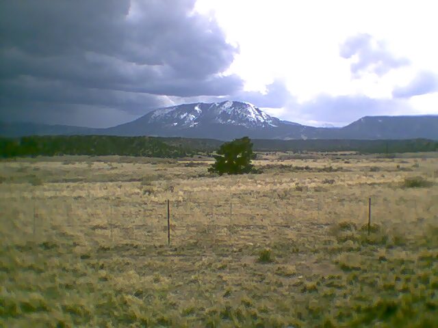 A lone tree in the middle of nowhere with a mountain behind it.