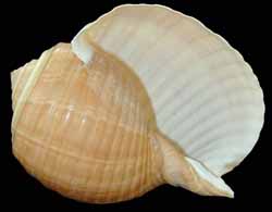 A shell is shown on the black background.