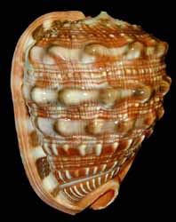 A close up of the shell of an animal.