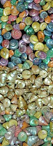 A pile of shells that are in the sand.