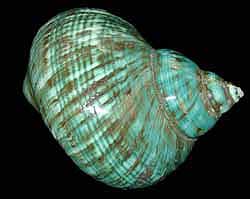 A green shell is shown on the black background.