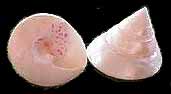 Two shells with a pink spot on them.