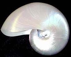 A shell of an animal is shown in this picture.