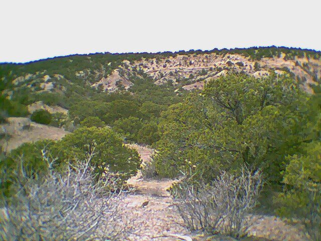 A view of some trees and bushes in the desert.