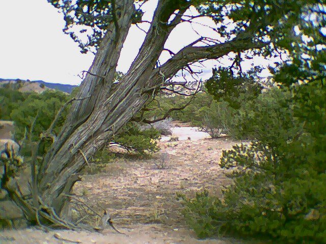 A tree in the middle of nowhere