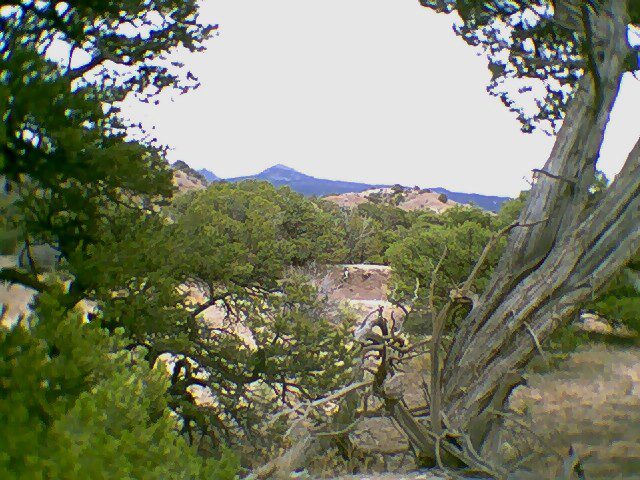 A view of trees and mountains from the ground.